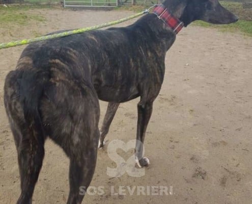 Lilibeth - Greyhound