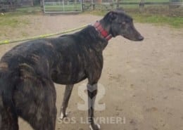 Lilibeth - Greyhound
