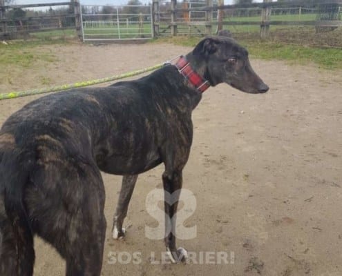 Lilibeth - Greyhound
