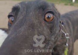 Lilibeth - Greyhound