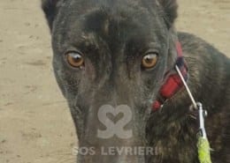 Lilibeth - Greyhound