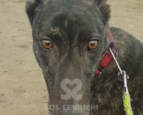 Lilibeth - Greyhound