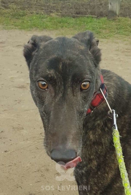Lilibeth - Greyhound