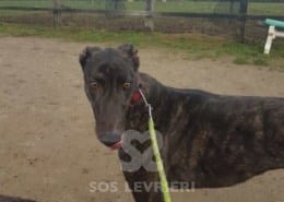 Lilibeth - Greyhound