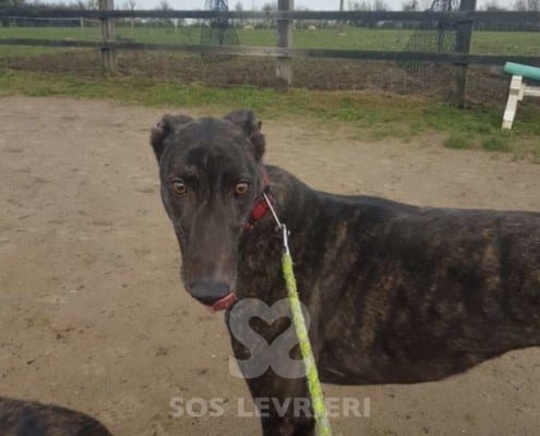 Lilibeth - Greyhound
