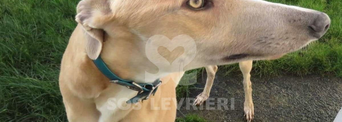 Simba - Greyhound