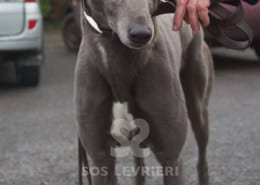 Teddy - Greyhound