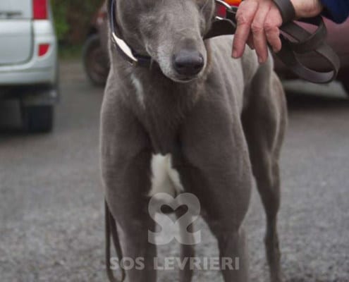 Teddy - Greyhound