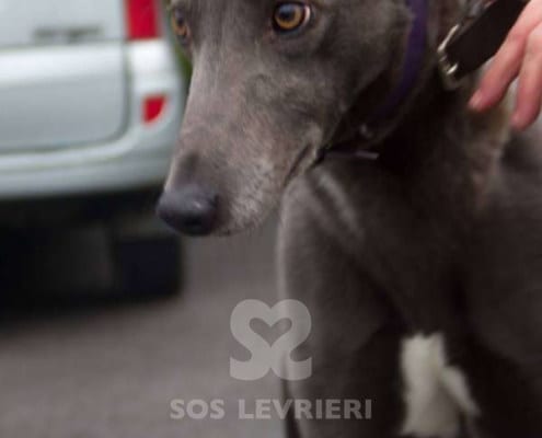 Teddy - Greyhound