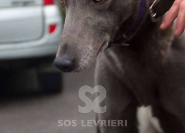 Teddy - Greyhound