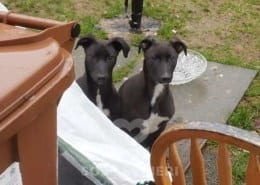 Tia - Greyhound
