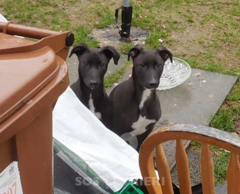 Tia - Greyhound