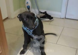 Tia - Greyhound