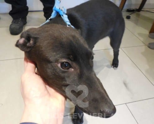 Tia - Greyhound