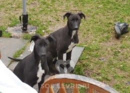 Tia - Greyhound