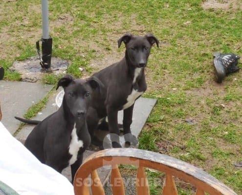 Tia - Greyhound
