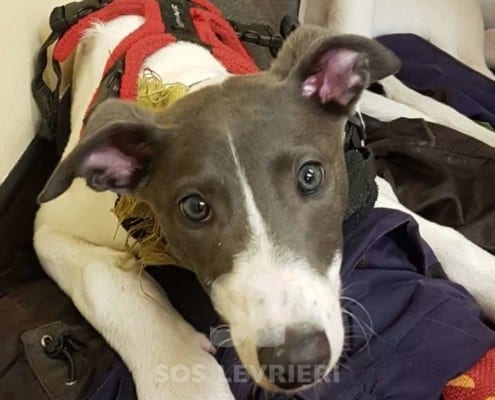 Alma - Greyhound
