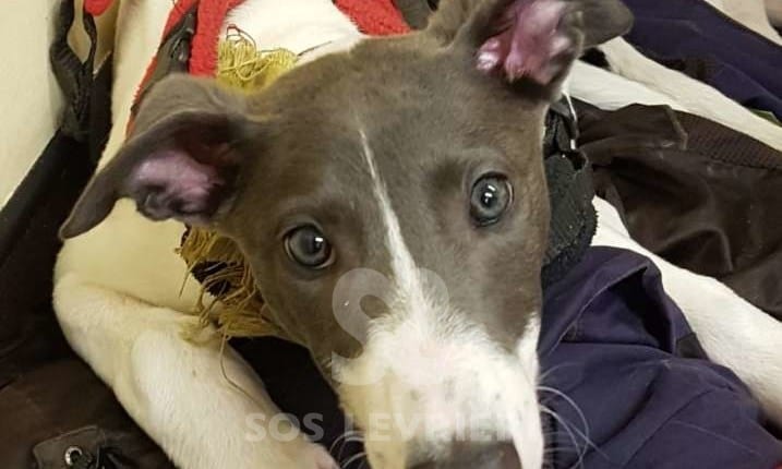 Alma - Greyhound
