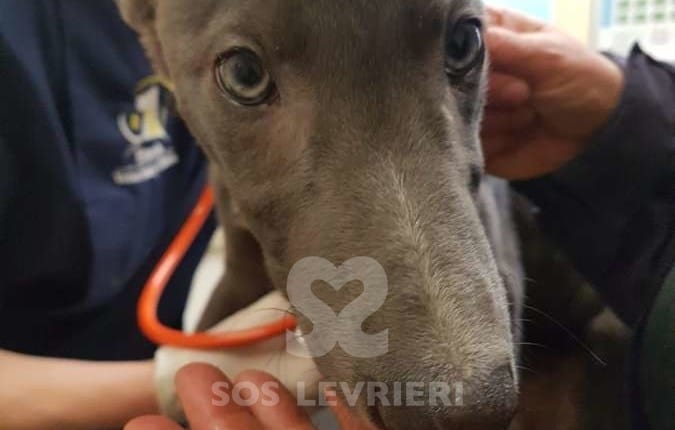 Ann - Greyhound