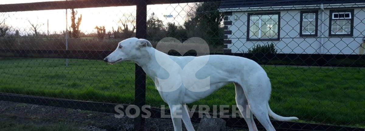 Biddy - Greyhound