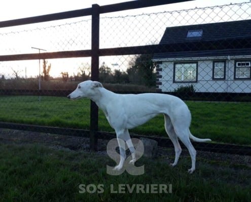 Biddy - Greyhound