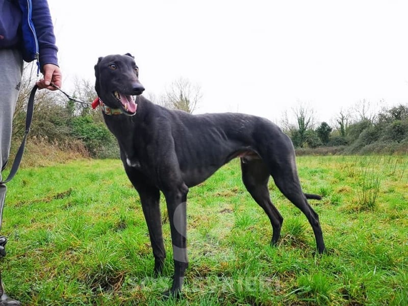 Bolts - Greyhound