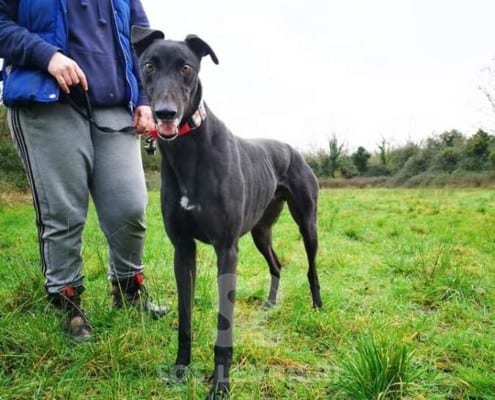Bolts - Greyhound