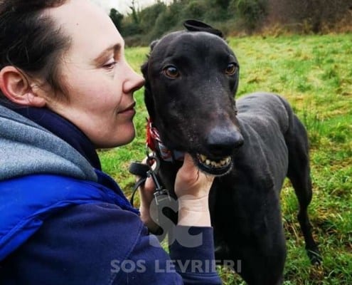Bolts - Greyhound