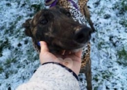 Cody - Greyhound