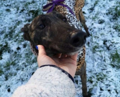 Cody - Greyhound