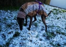 Cody - Greyhound