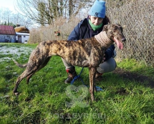 Cody - Greyhound