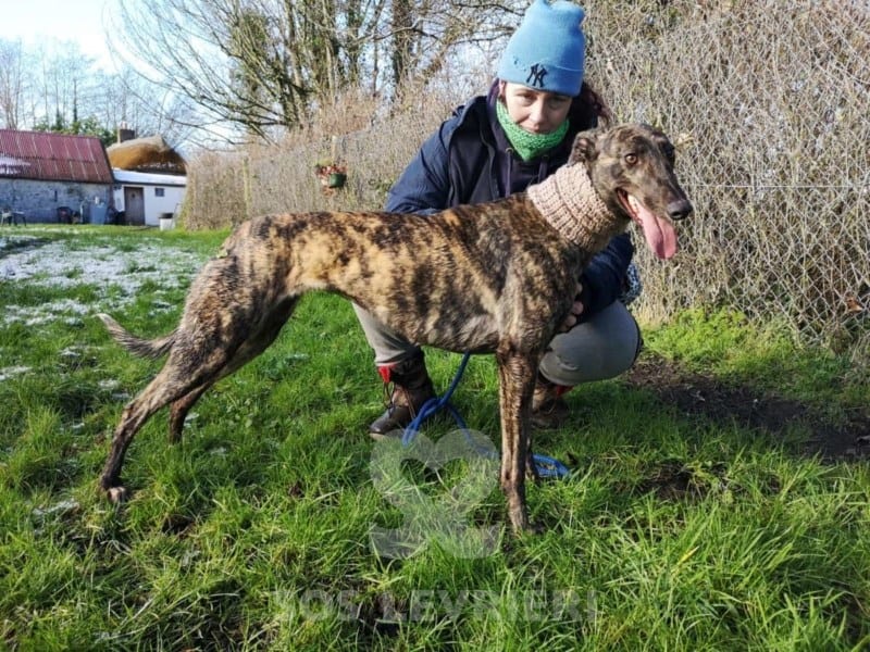 Cody - Greyhound