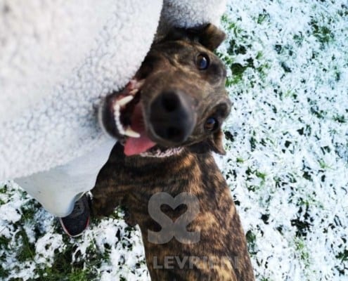 Cody - Greyhound