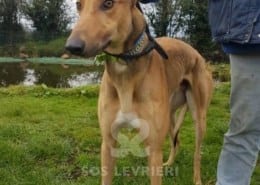 Duncan - Greyhound