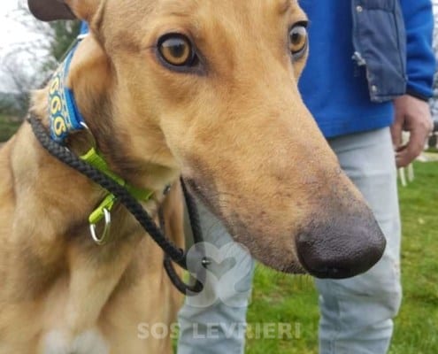 Duncan - Greyhound