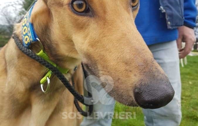 Duncan - Greyhound