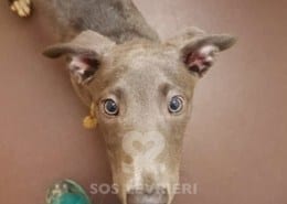 Frida - Greyhound