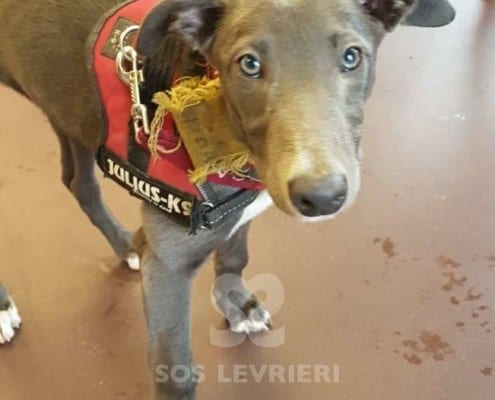 Frida - Greyhound