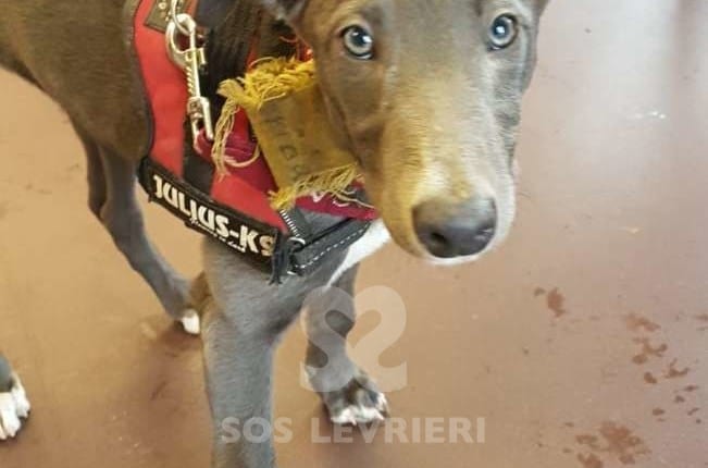 Frida - Greyhound