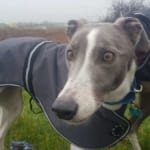Gwyneth - Greyhound