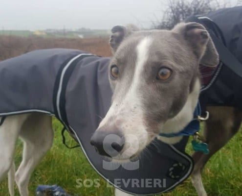 Gwyneth - Greyhound