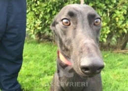 Heidi - Greyhound