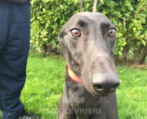 Heidi - Greyhound