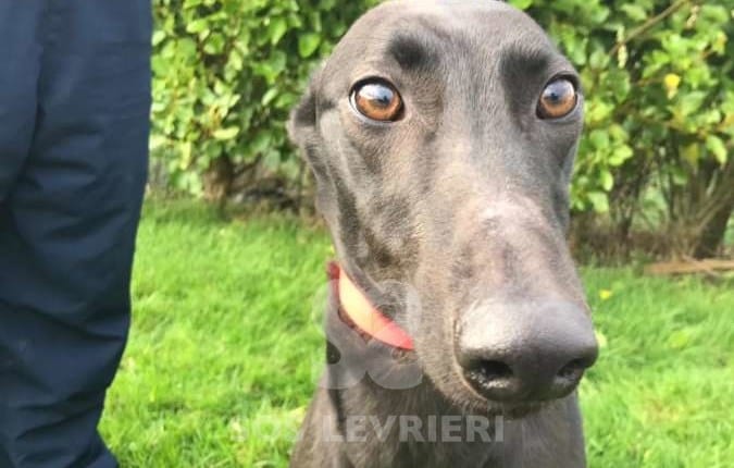 Heidi - Greyhound