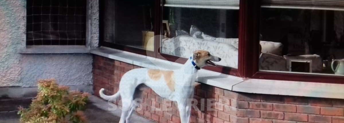 James - Greyhound