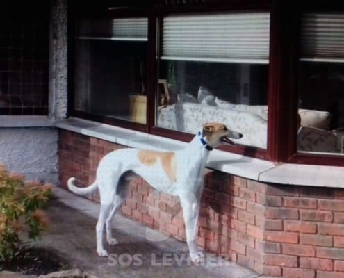 James - Greyhound