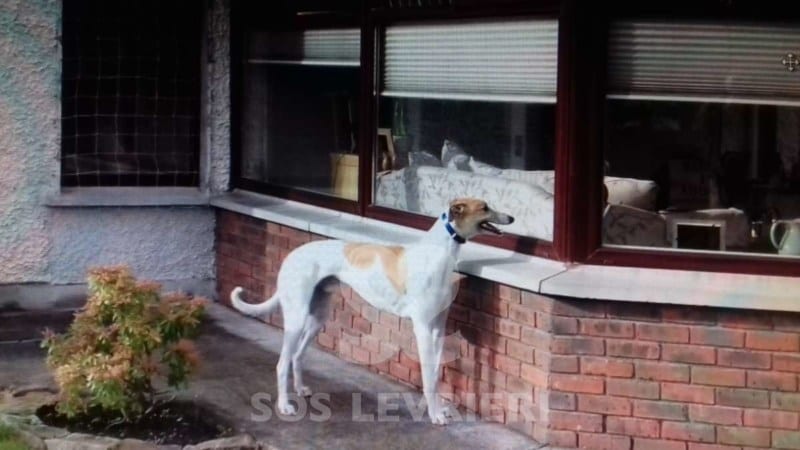 James - Greyhound