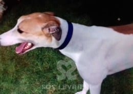 James - Greyhound