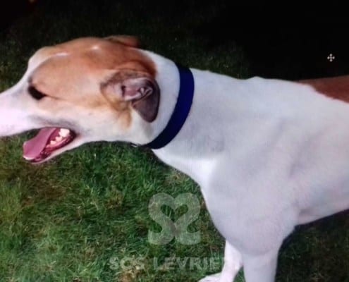 James - Greyhound
